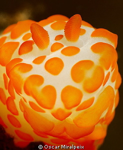Nudi portrait by Oscar Miralpeix 